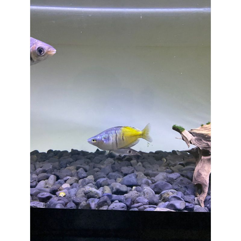 Ikan Rainbow Boesemani ukuran Medium