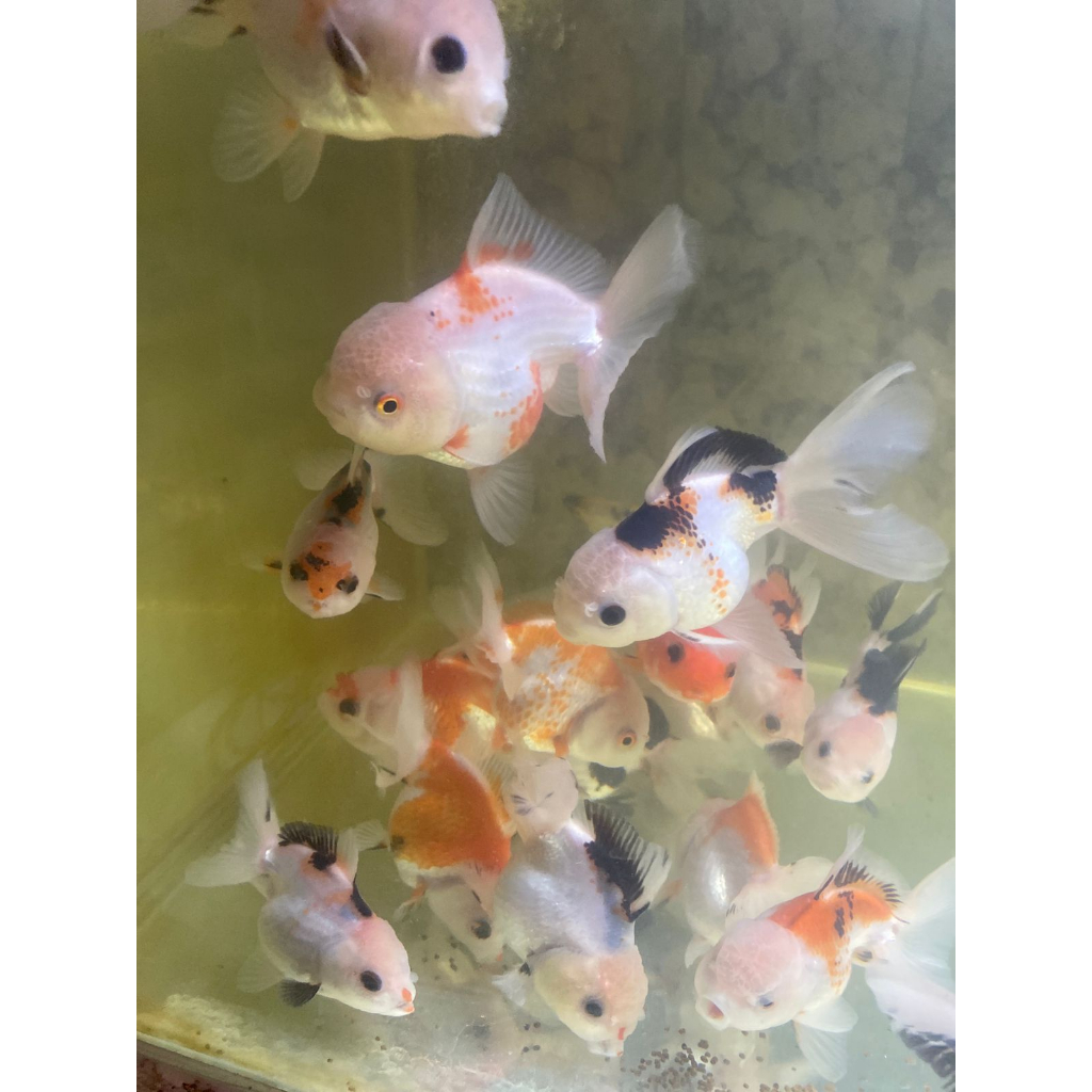 ikan mas koki oranda panda TRICOLOR 3c 3color 9cm-11cm