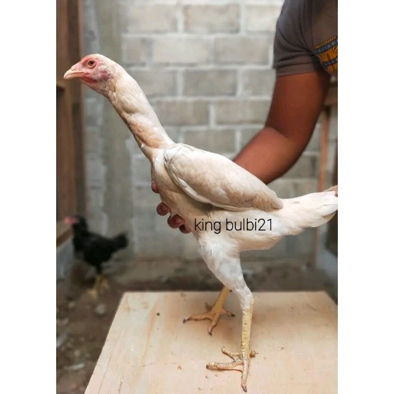 telur plucker cross mangon telur mangon x plucker