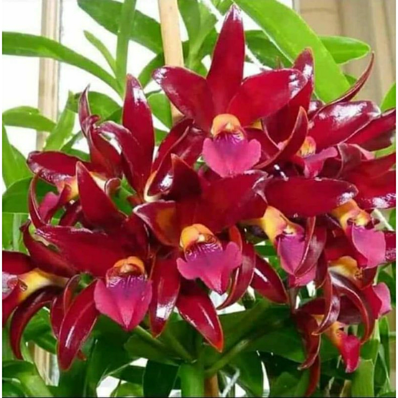 anggrek pra remaja Cattleya hybrid thailand new
