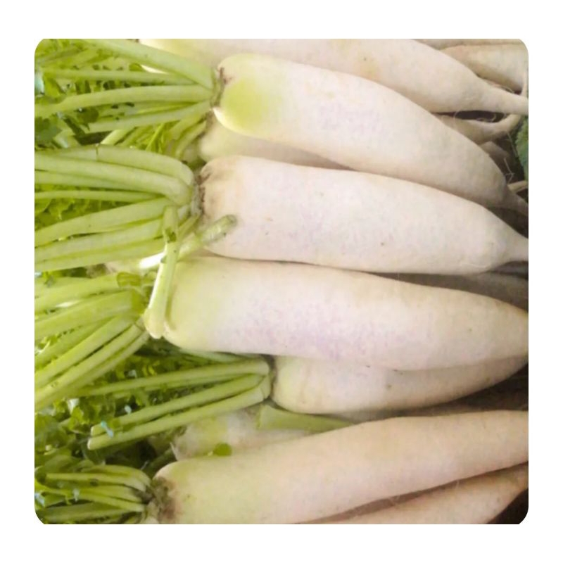 

sayur lobak segar 500gr