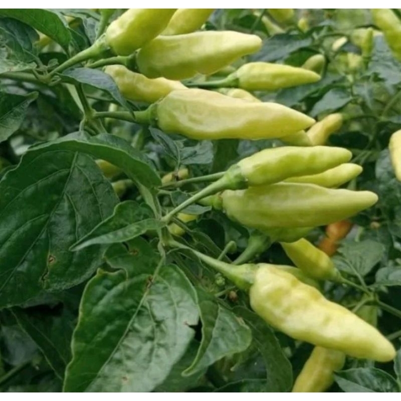 

biji cabe rawit