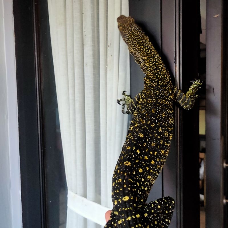 salvadori marauke biawak papua