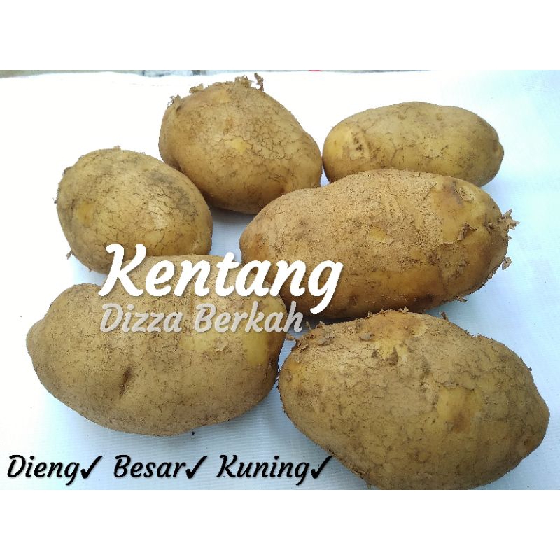 

Kentang/500gr/Pilihan/Bagus/Fresh/Dizza Berkah