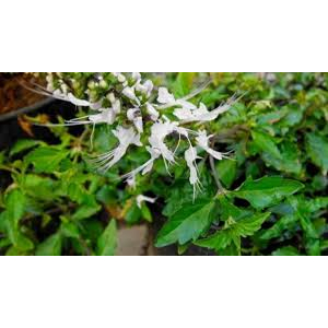 

DAUN KUMIS KUCING SEGAR 1KG PRES