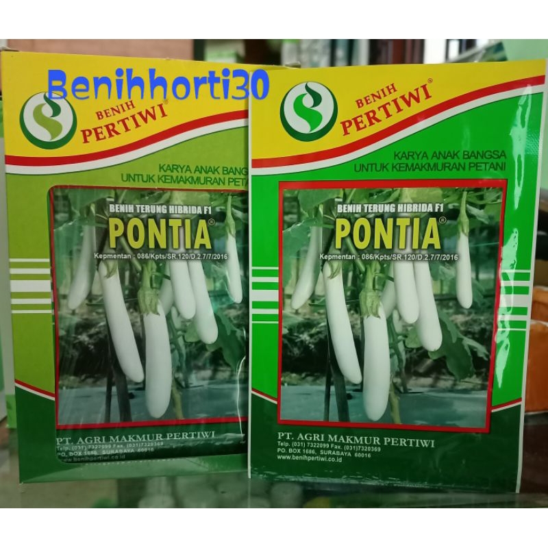 Benih Terong Putih Hibrida Pontia isi 5 gram