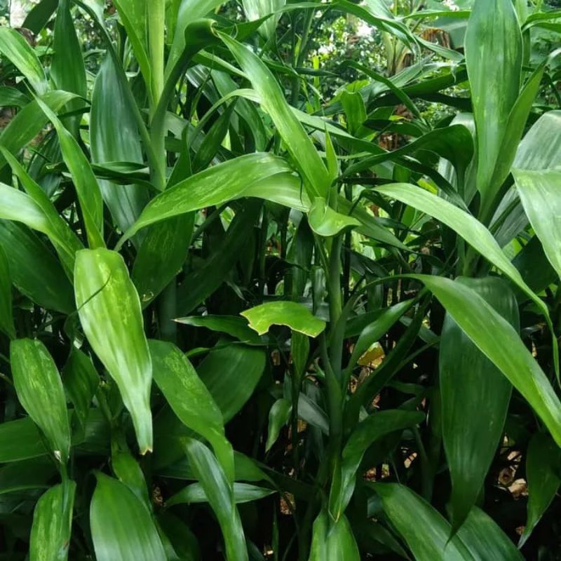 Bambu hoki/Sri Rejeki/Bambu Air Tanaman hias