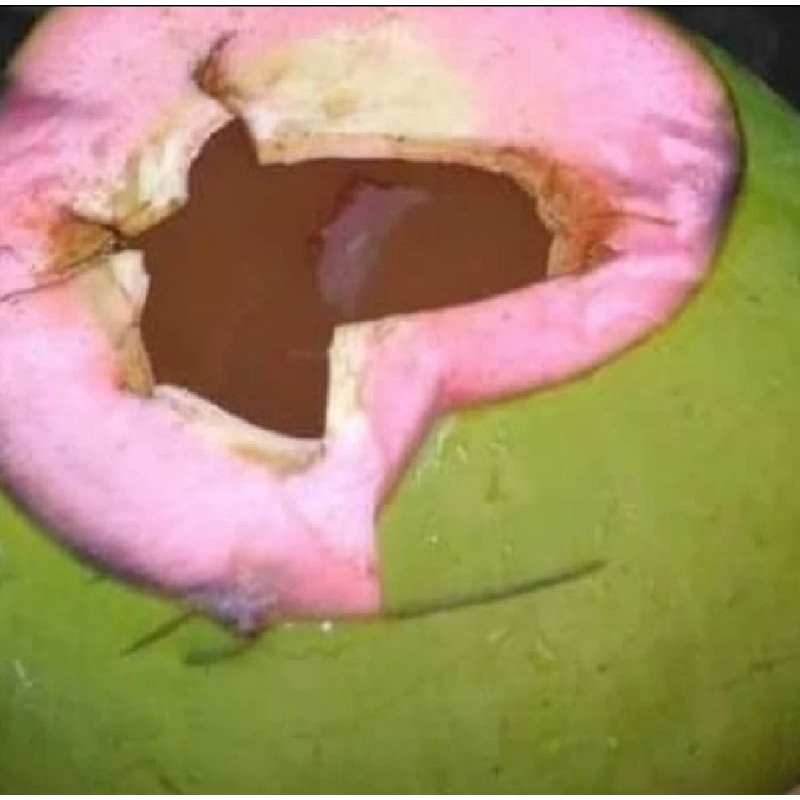 

kelapa hijau segar perbuah