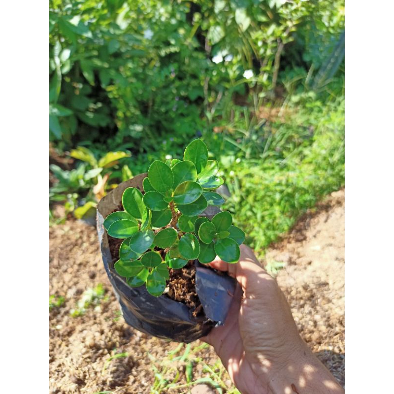 Bringin Dolar Mikro - Bringin dolar mangkok - Bahan bonsai beringin mikro