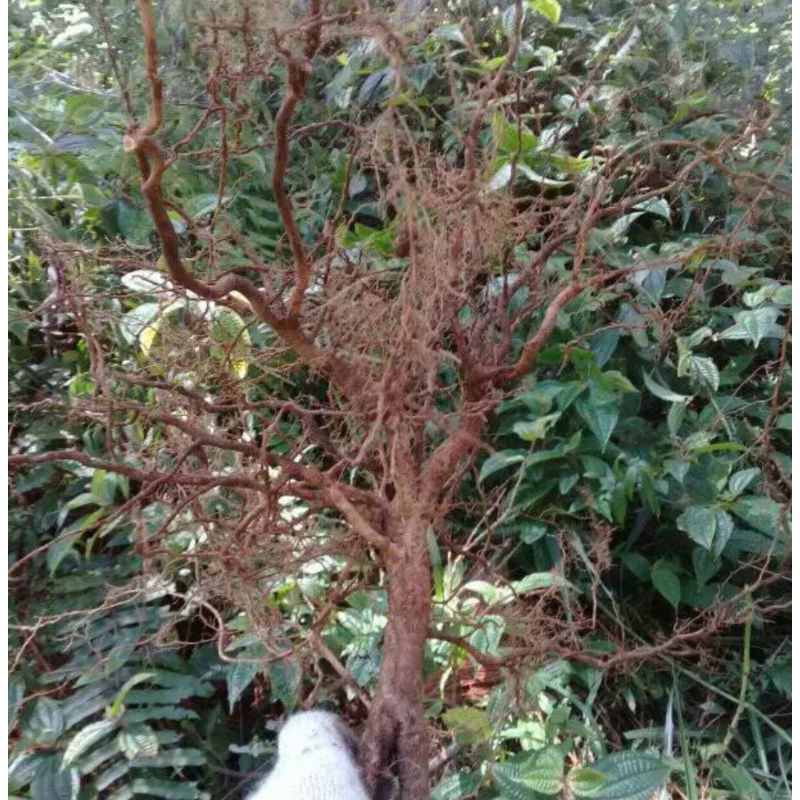 akar senggani/senduduk bunga putih 1 atau 2 pohon dewasa