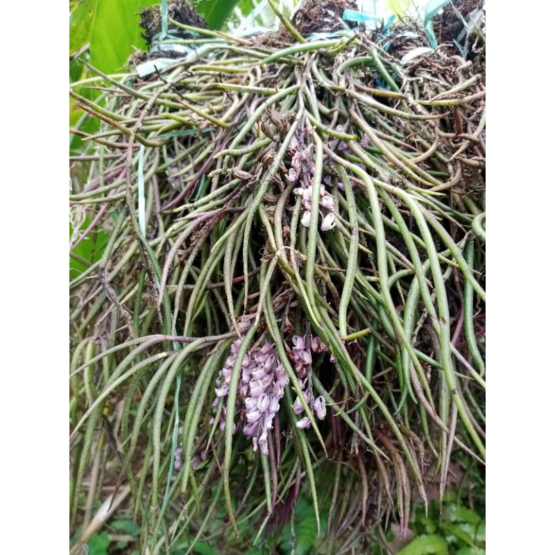 Angrrek rambut/anggrek hutan asli unik