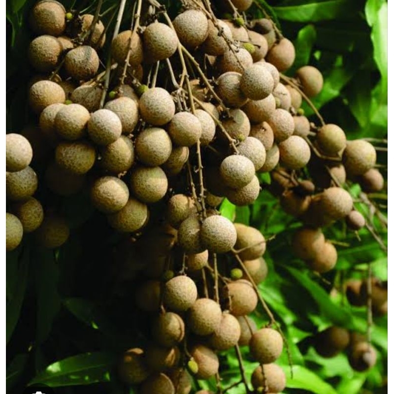 Bibit Kelengkeng New Kristal Unggul