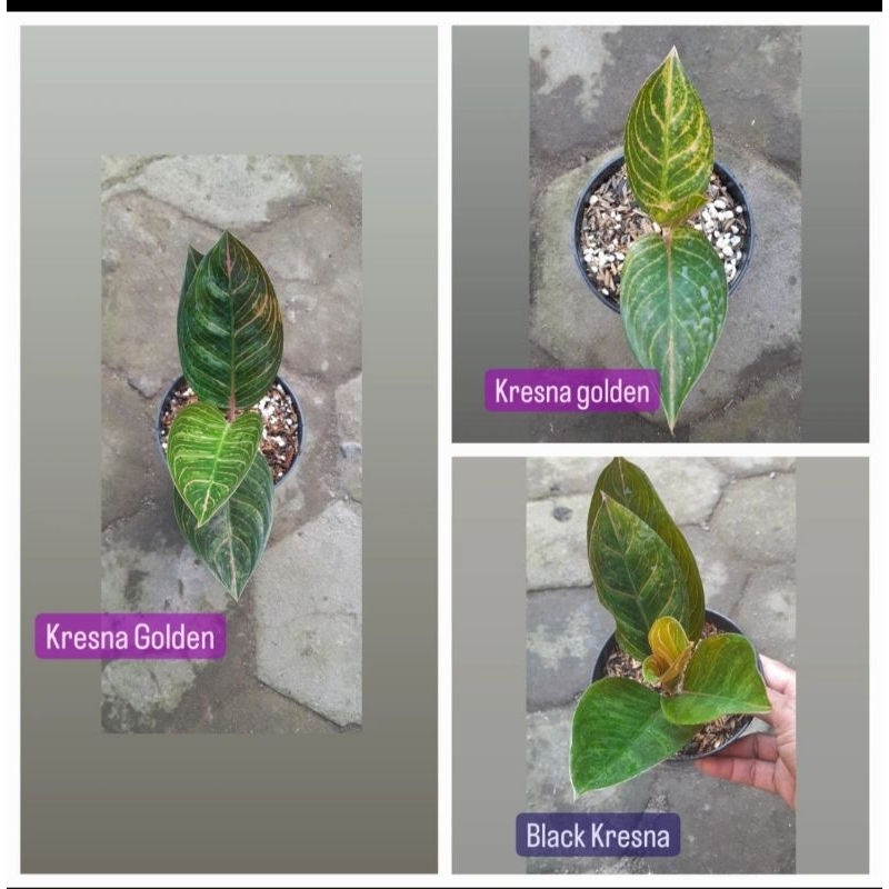 Paket 3 Aglonema Kresna 230k (Kresna Golden & Kresna Black)