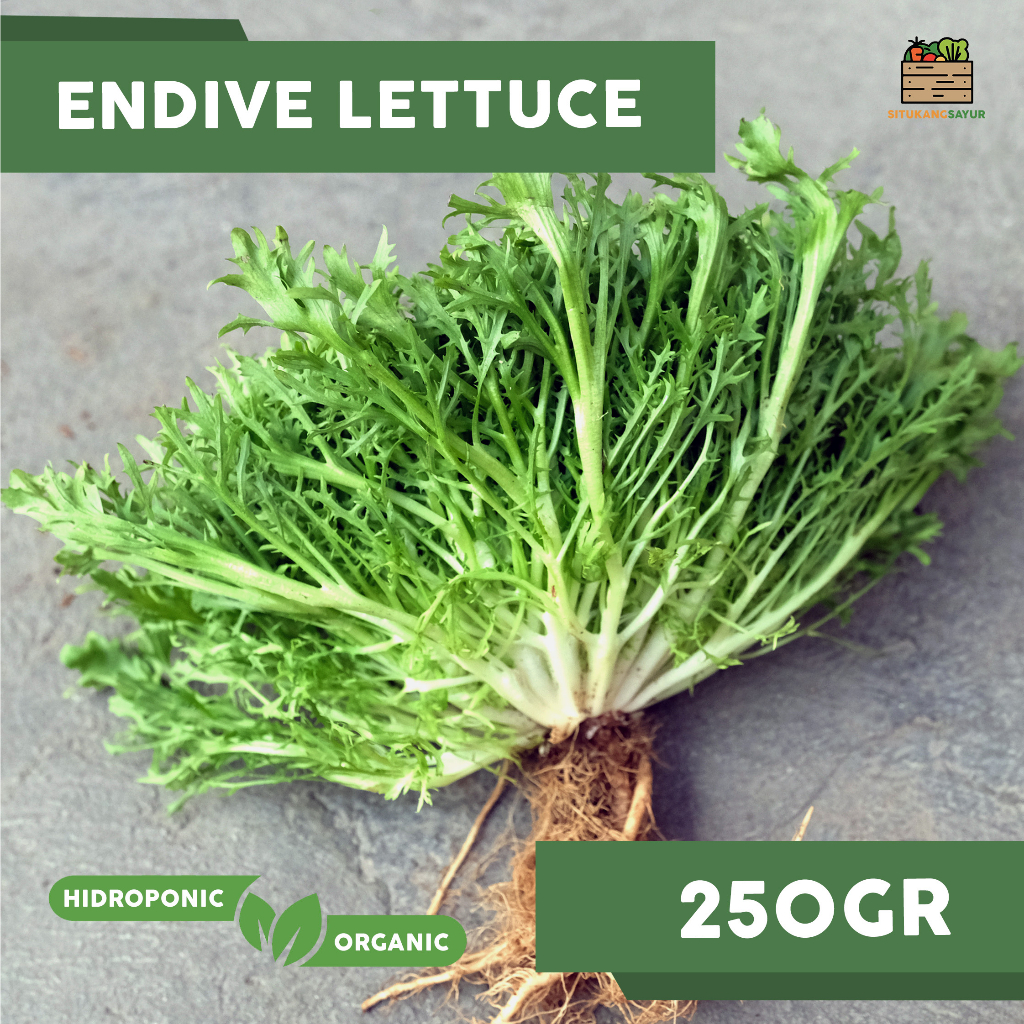 

Sayur Endive Lettuce Organik | ±200gr (Kota Bandung & Sekitar)