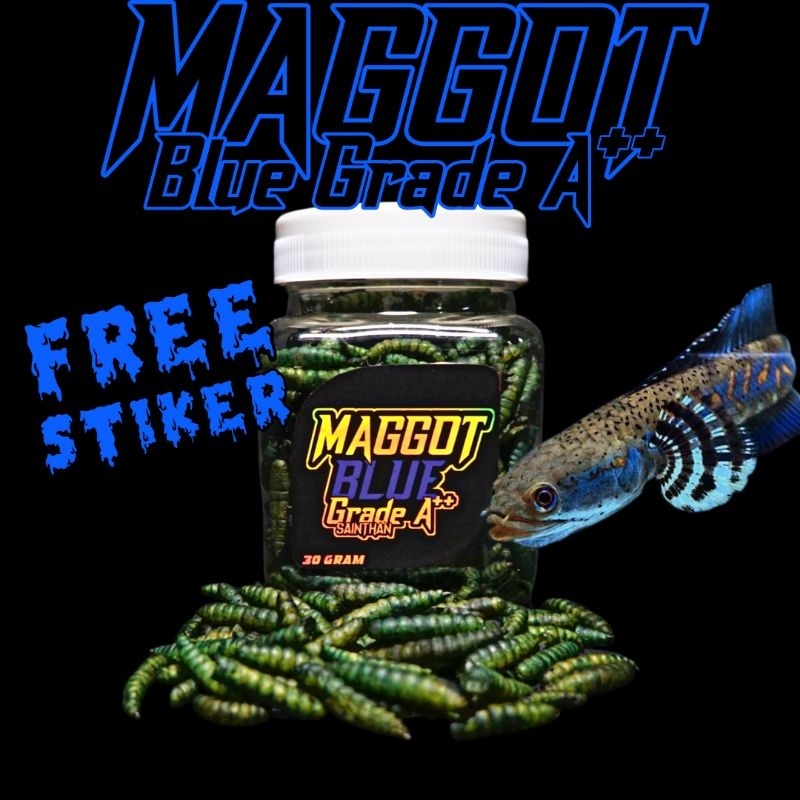Maggot Blue Grade A++ SaintHan (Kemasan Baru) untuk Ikan Channa Blue Pulchra, Auranti, Limbata, Andr