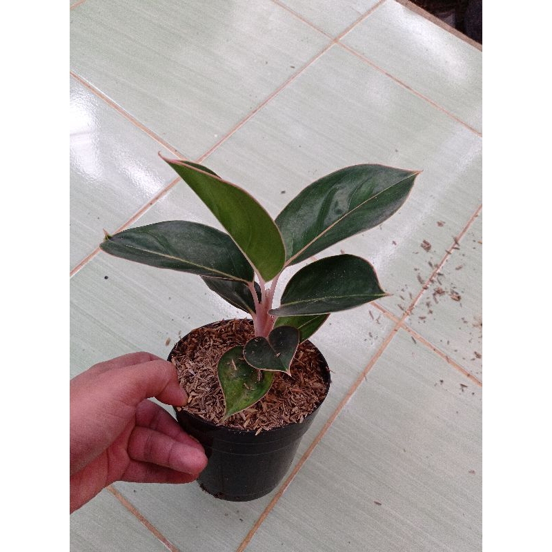 Aglonema Flaminggo - Lipstik Flaminggo