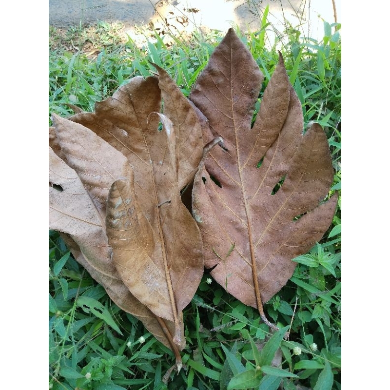 DAUN SUKUN KERING 100 GRAM / DAUN SUKUN OBAT HERBAL