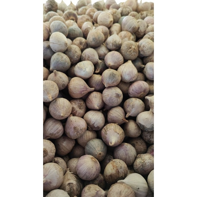 

Bawang tunggal ungu/bawang tunggal original/bawang Lanang 250gram