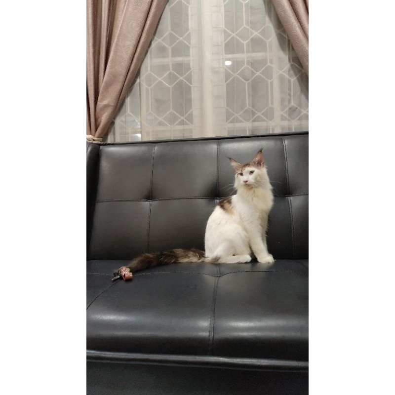 kucing ras mainecoon