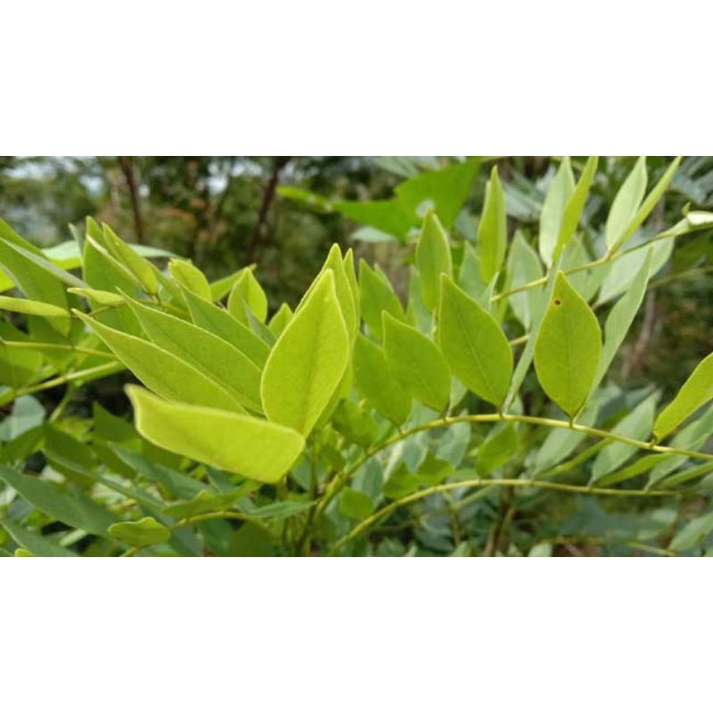 

DAUN GAMAL/DAUN JOHAR