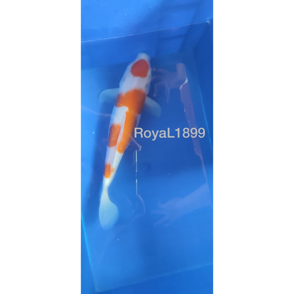 Ikan Koi Kohaku