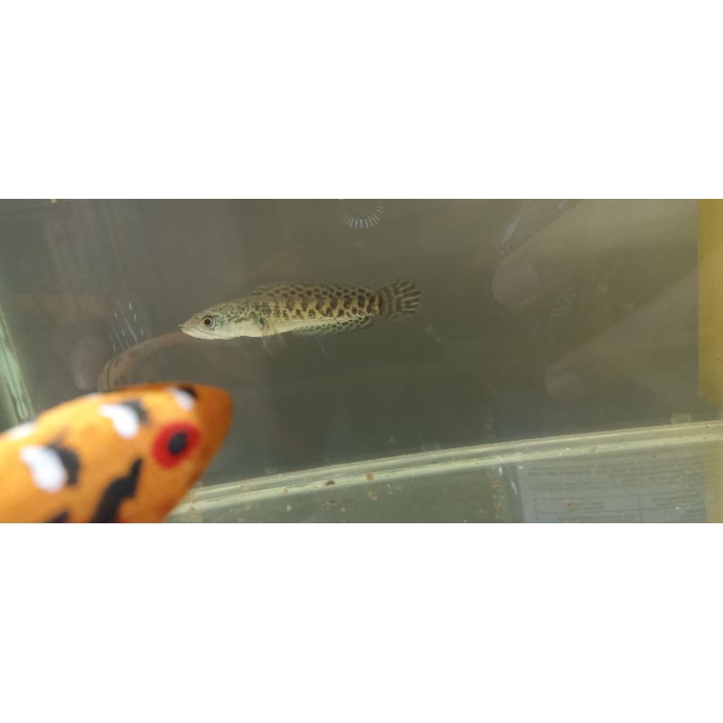 CHANNA AURANTI SORTIRAN SIMET Size 10-14cm