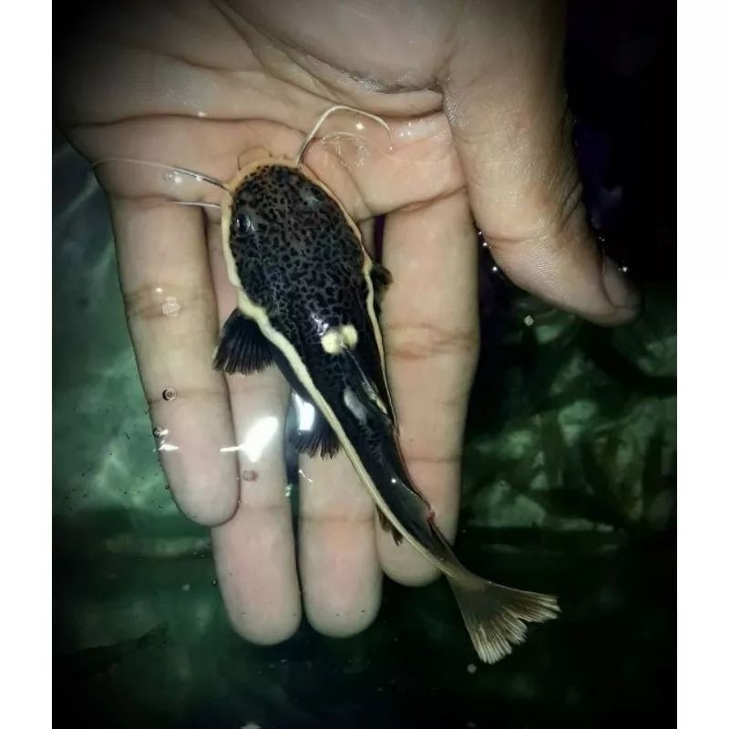 Sticker RTC /red tail cat fish