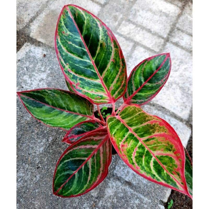 Aglonema Lipstik Emerald Dragon