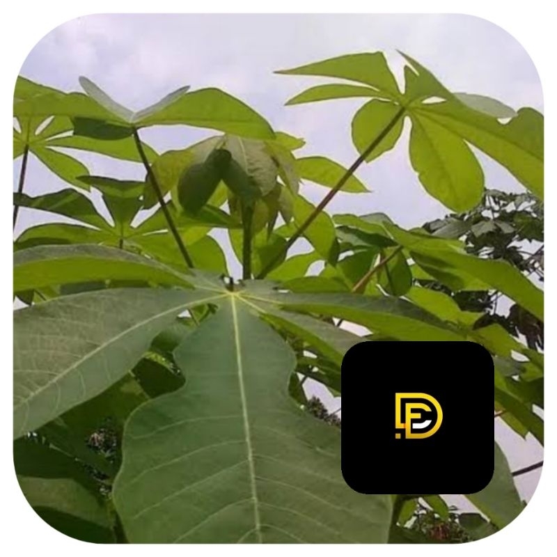 

Daun singkong karet segar 1 kg petik langsung-az