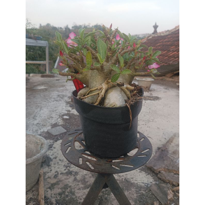 Godji x Aracham Seed Import Usia 2 tahun