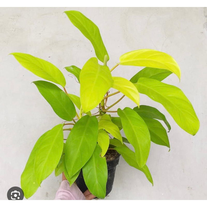 KEMBANG DESA - Tanaman hias Philo Lemon Philodendron