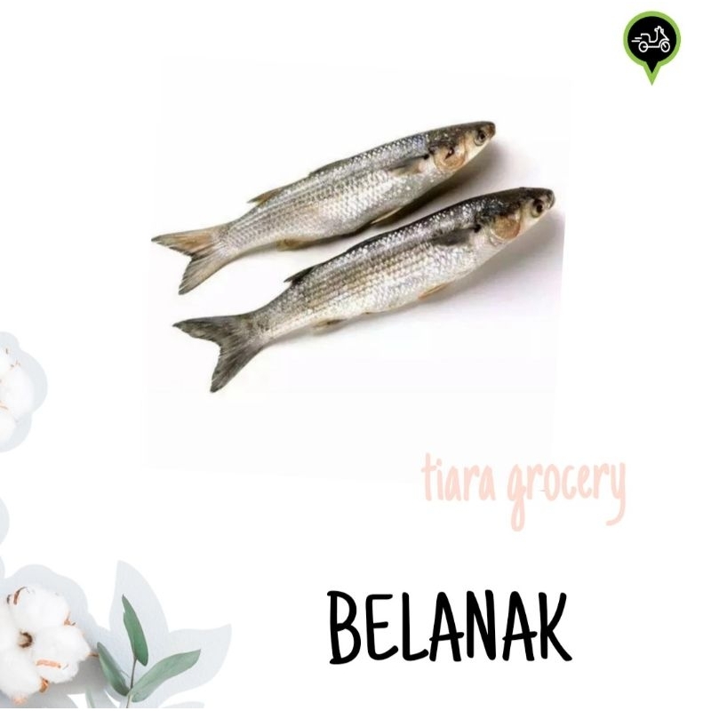 

Ikan belanak