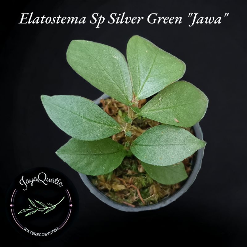 ELATOSTEMA SP SILVER GREEN "JAWA" - TANAMAN HIAS PALUDARIUM TERRARIUM VIVARIUM INDOORPLANT JUNGLEPLA