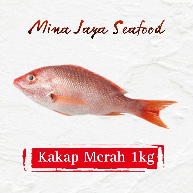 

Ikan Kakap Merah 1KG / FREE SUDAH DIBERSIHKAN