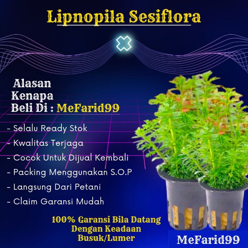 Lipnopila Sesiflora Tanaman Aquascape Tanpa Co2 (Tanaman Aquascape)