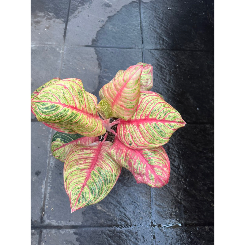 Aglonema Huges Merah