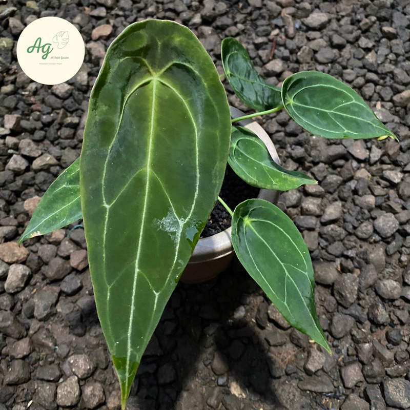 anthurium forgetii x warocqueanum