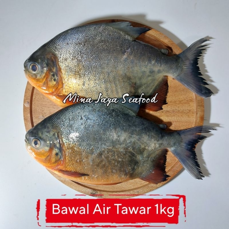 

Ikan Bawal Tawar 1KG / FREE SUDAH DIBERSIHKAN