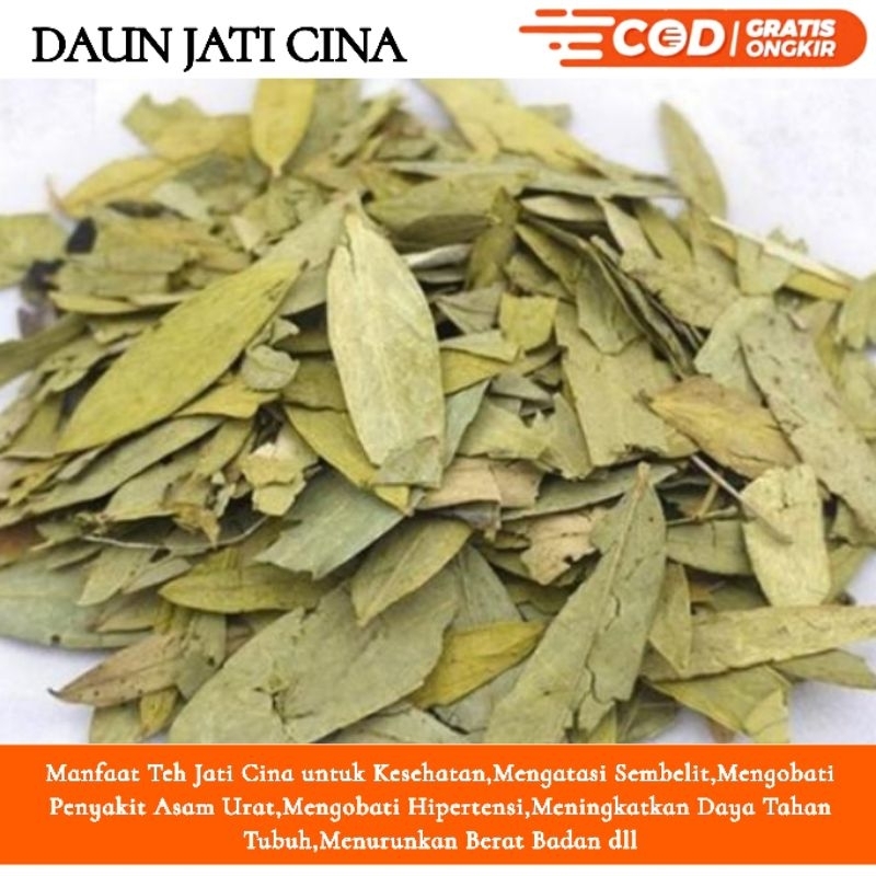 

DAUN JATI CINA 1KG, Herbal dan Peluntur Lemak Terampuh