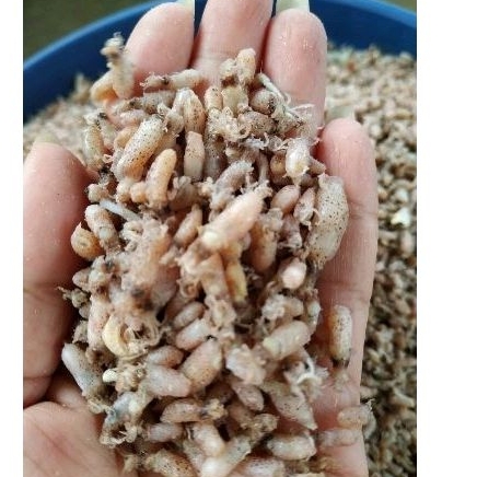 

Promo Baby Cumi Medan super imut 0.5-2cm khusus reseller 10kg/paket