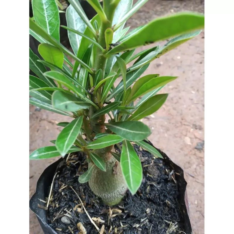 Bibit bunga adenium - bibit adenium