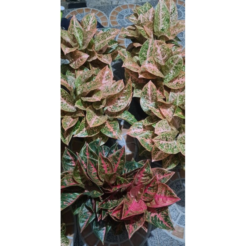 Reanita Surya rumpun 5 bawa anak