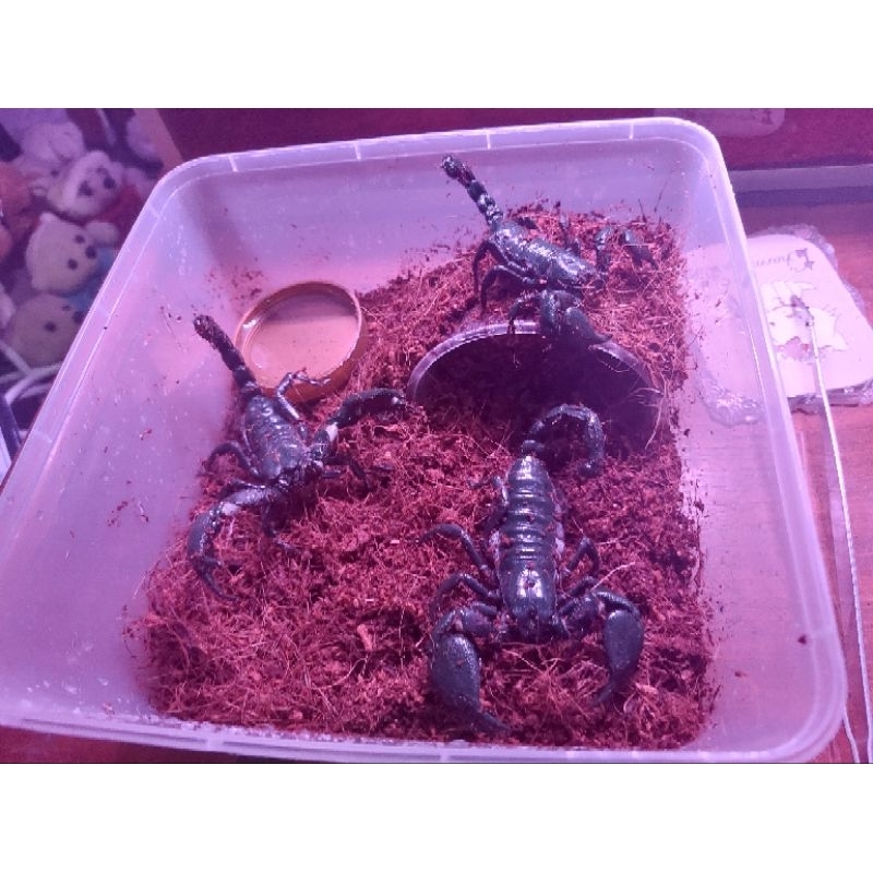 Asian Forest Scorpion / AFS oke