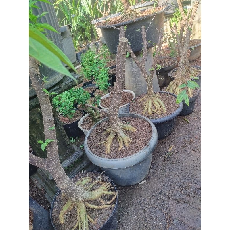 bahan bonsai prokar prospek anting putri