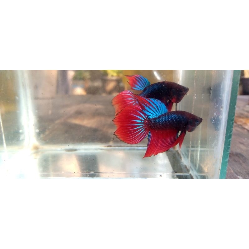 cupang veiltail slayer clasic