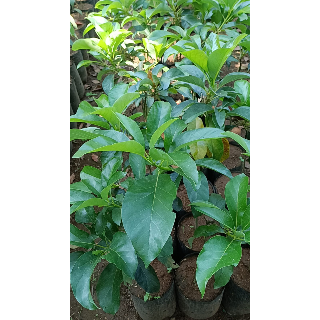 Bibit Alpukat Miki Tunas Bibit Purworejo