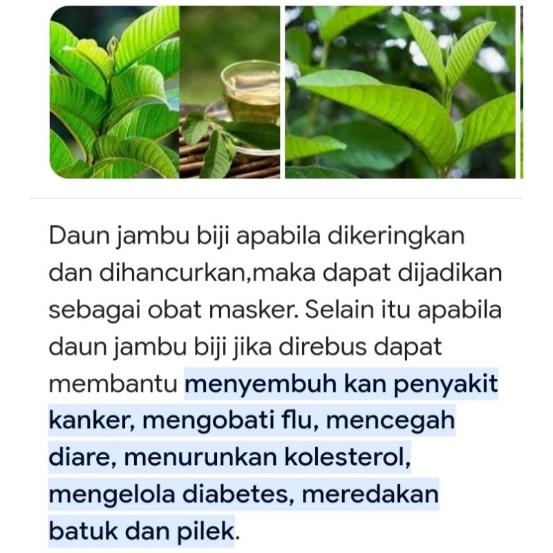 

Daun Jambu Biji Segar