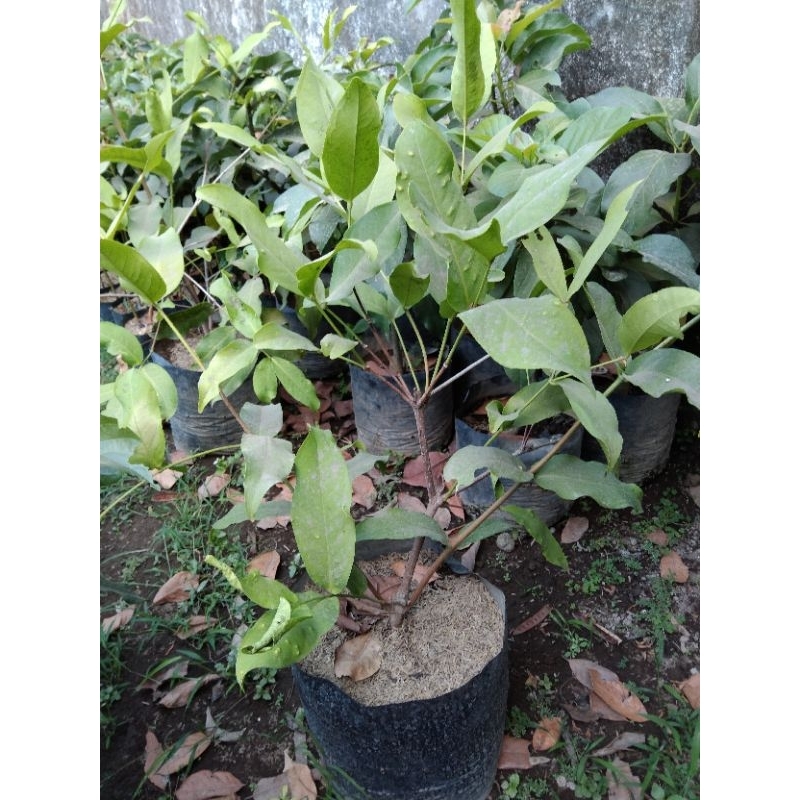 Jambu air cangkok besar rimbun