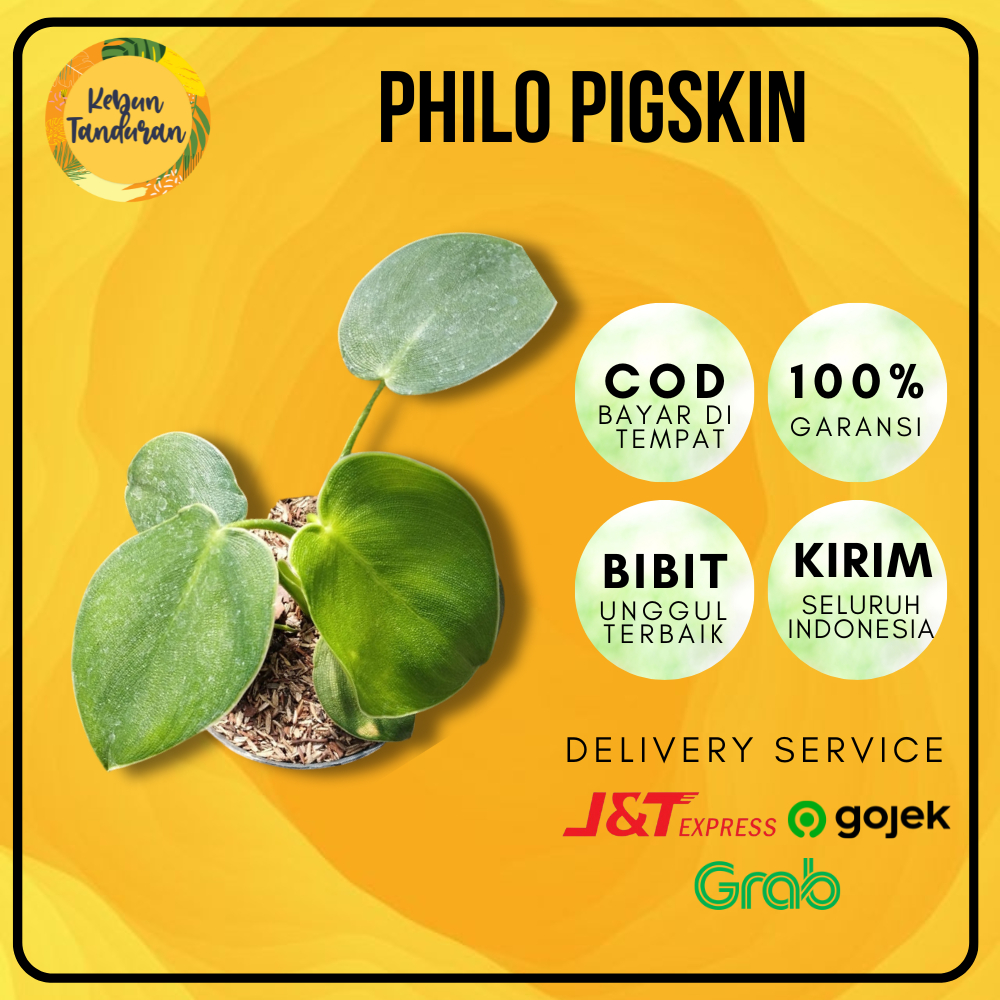 Bibit Tanaman Hias Philodendron Rugosum | Philo Pigskin