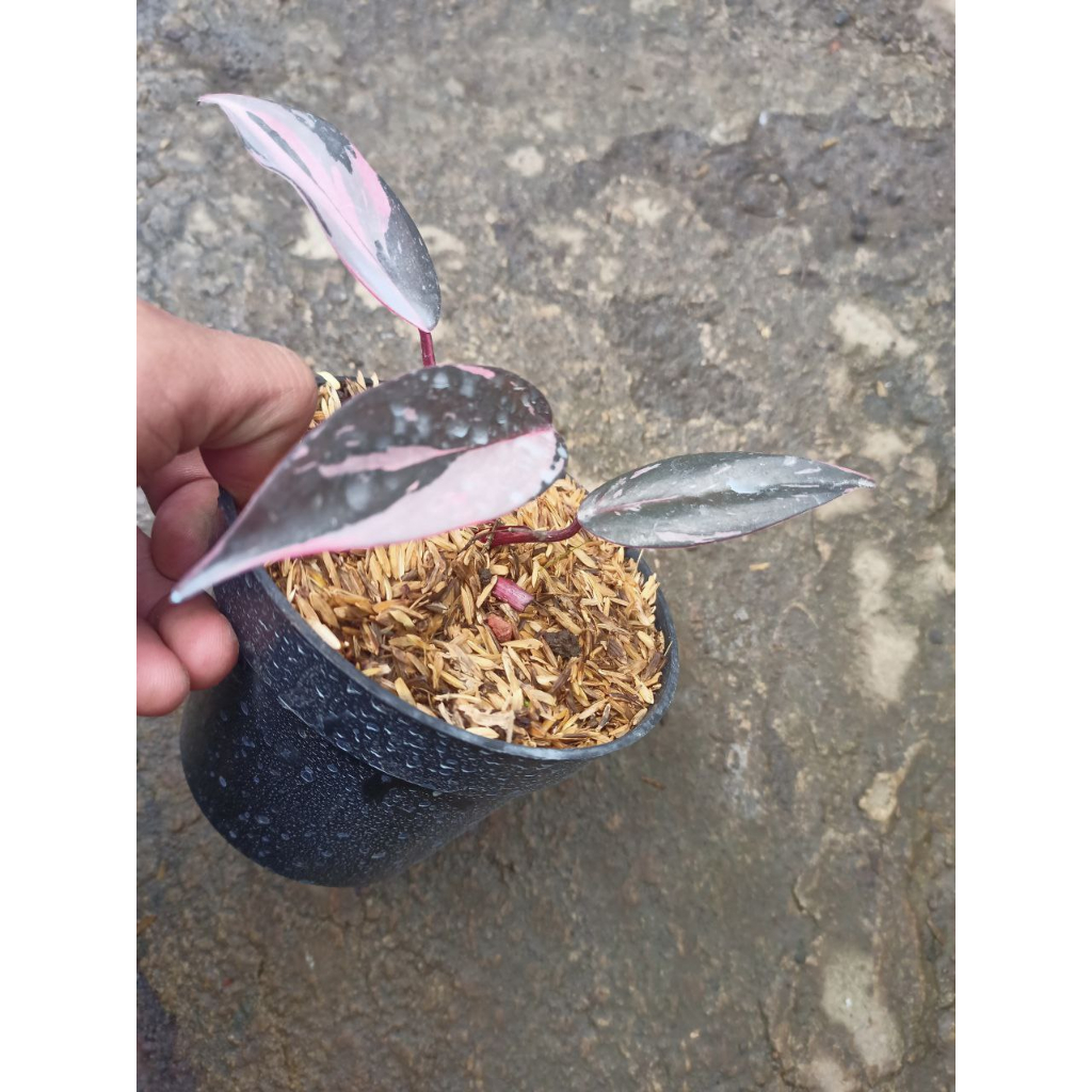 Philodendron Pink Princes